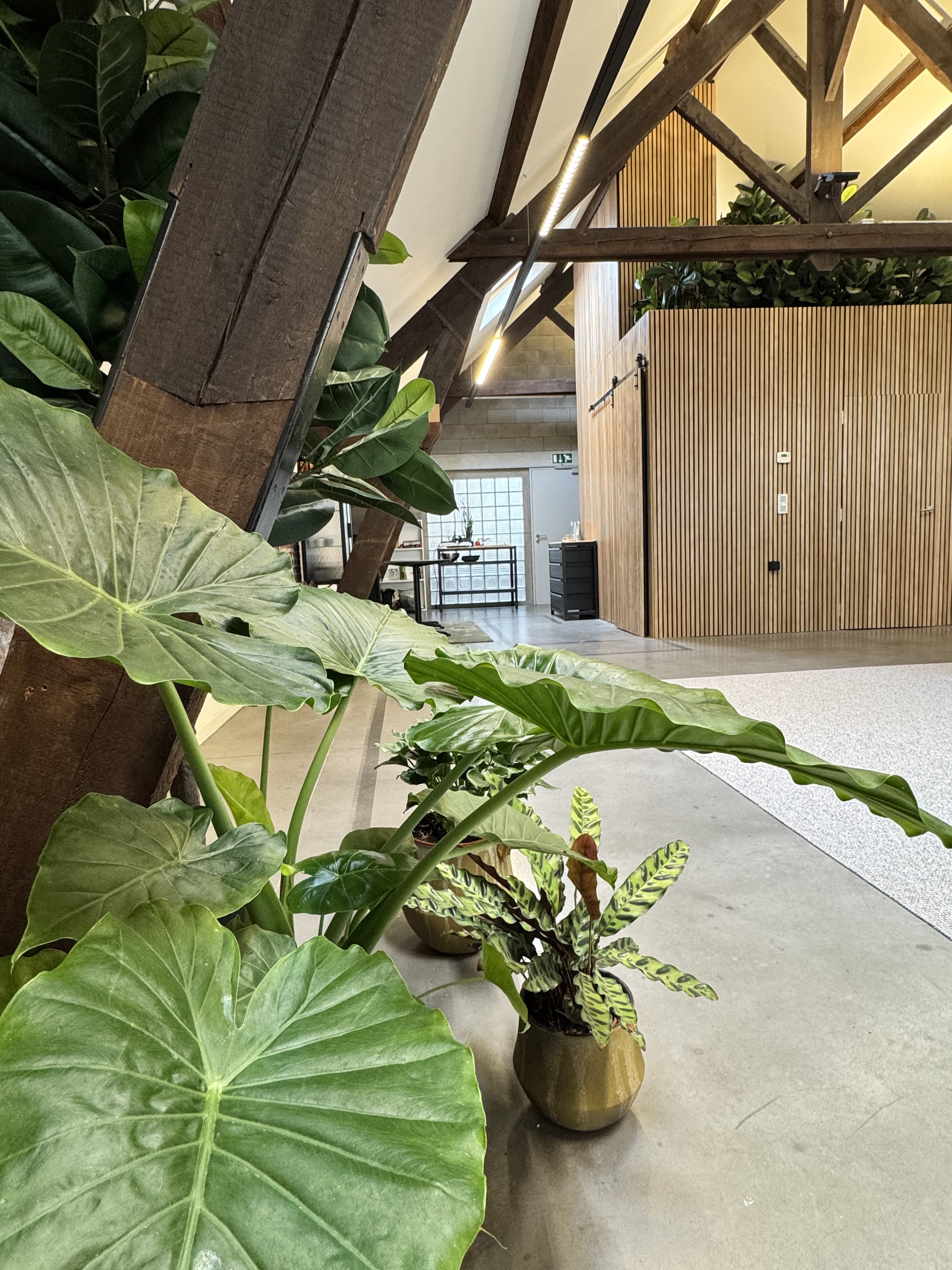 Plants in the Atelier common area